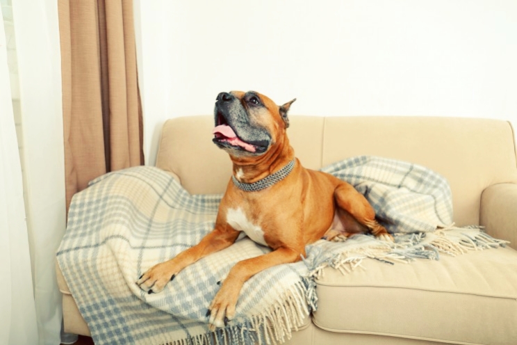 запах собаки на мебели - фото